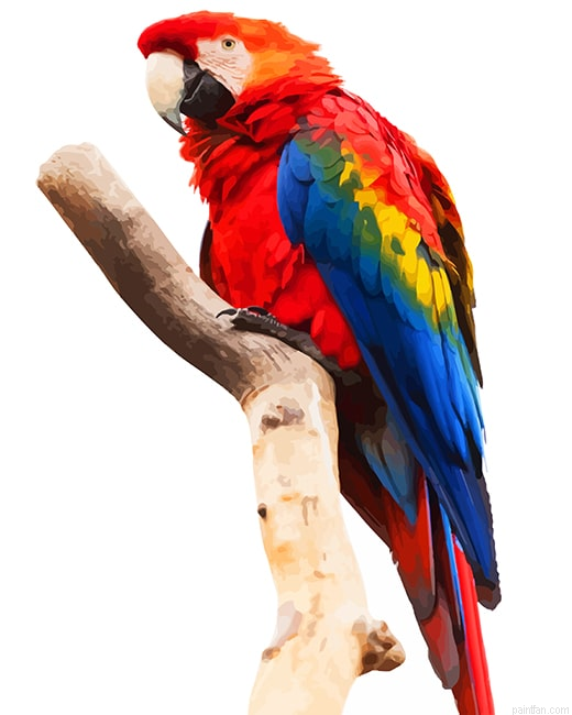 Macaw Png New Paint By Numbers.png