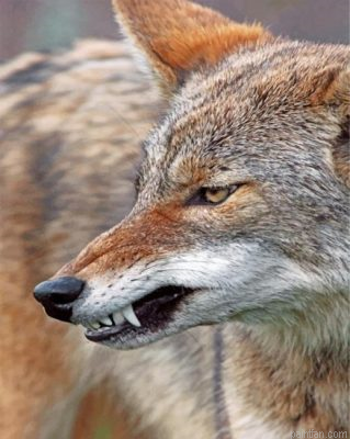 Mad Coyote Paint By Number.png