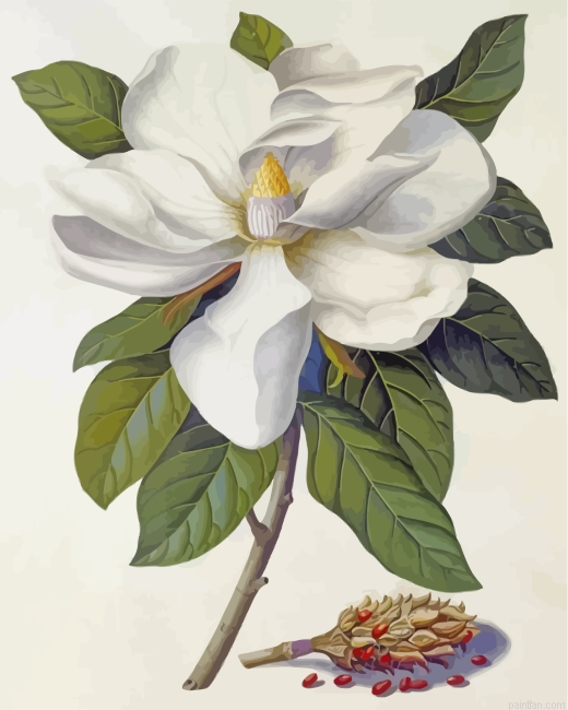 Magnolia Flower Paint By Numbers.png