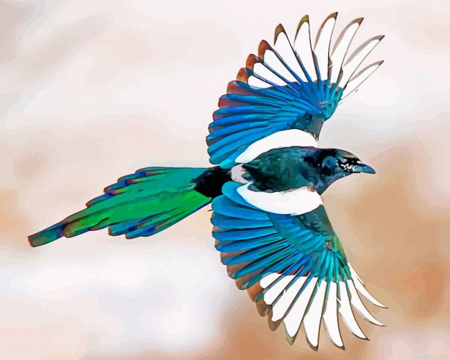 Magpie Bird Flying Paint By Number.png