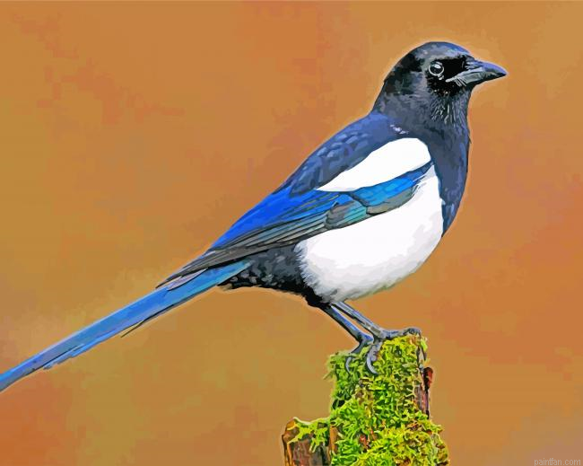 Magpie Paint By Number.png