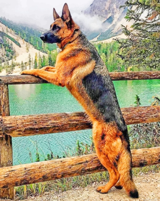 Majestic German Shepherd New Paint By Numbers.png