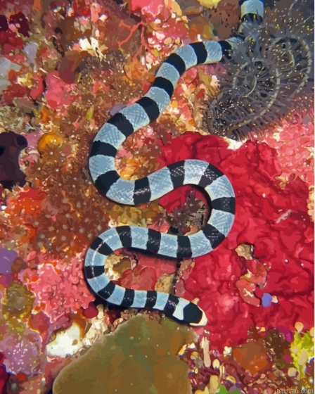 Malayan Krait Snake Paint By Numbers.png