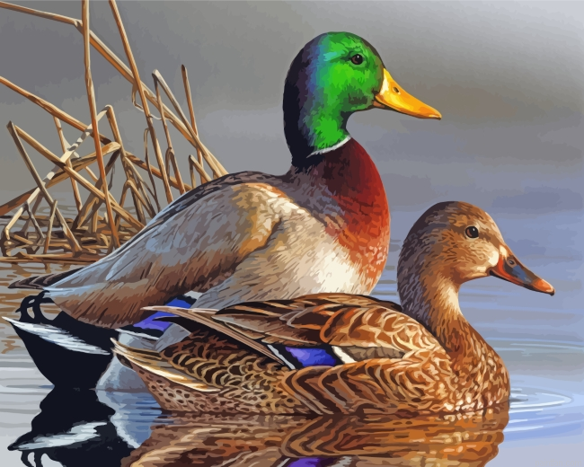 Male And Female Mallard Duck Paint By Number.png