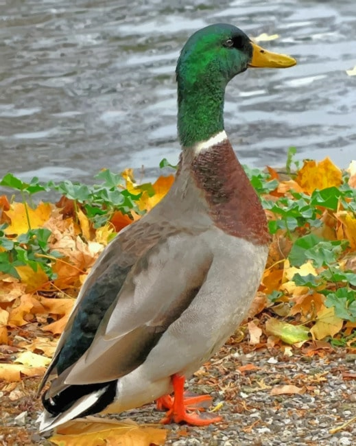 Mallard Duck Bird Paint By Number.png