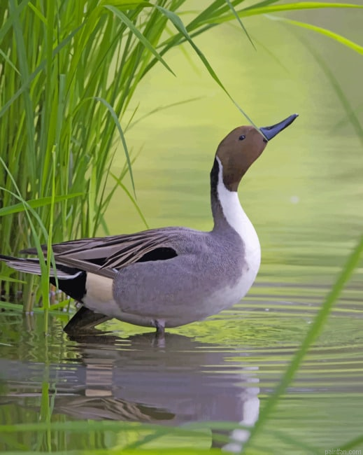 Mallard Duck In River Paint By Number.png