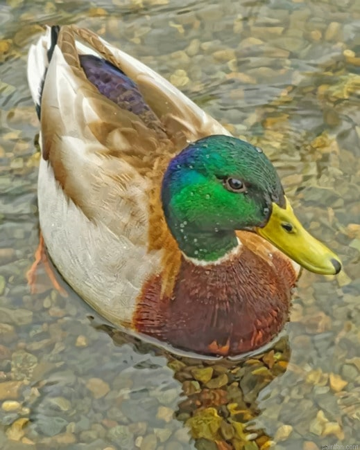 Mallard Duck Paint By Number.png
