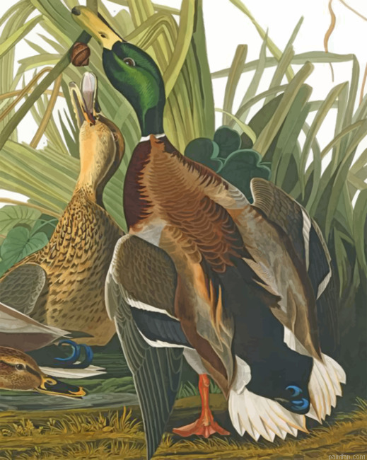 Mallard Ducks Paint By Number.png