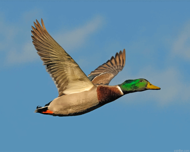 Mallard Flying Duck Paint By Number.png