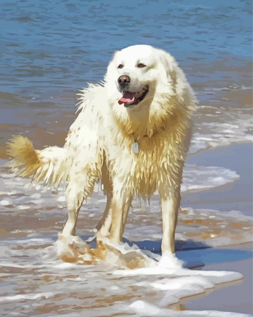 Maremma Sheepdog In Beach Paint By Numbers.png