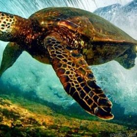 Marine Turtle Paint By Numbers.png