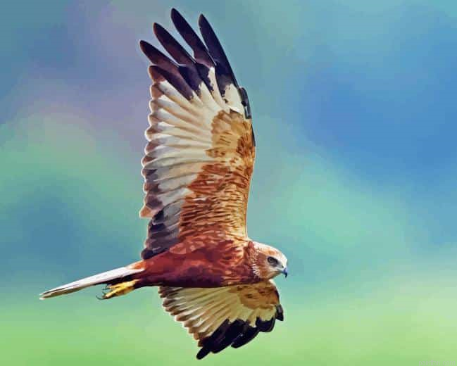 Marsh Harrier Paint By Numbers.png