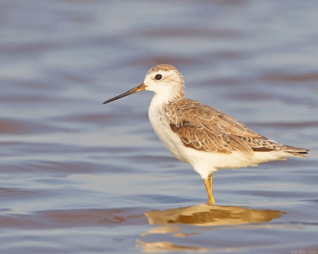 Marsh Sandpiper New Paint By Numbers.png