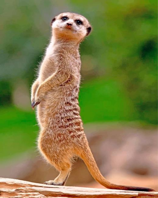 Meerkat Animal Paint By Numbers.png