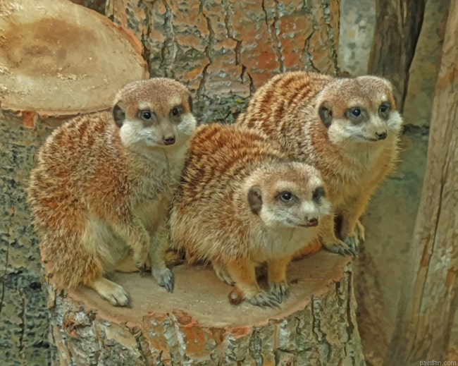 Meerkats Animals Paint By Numbers.png