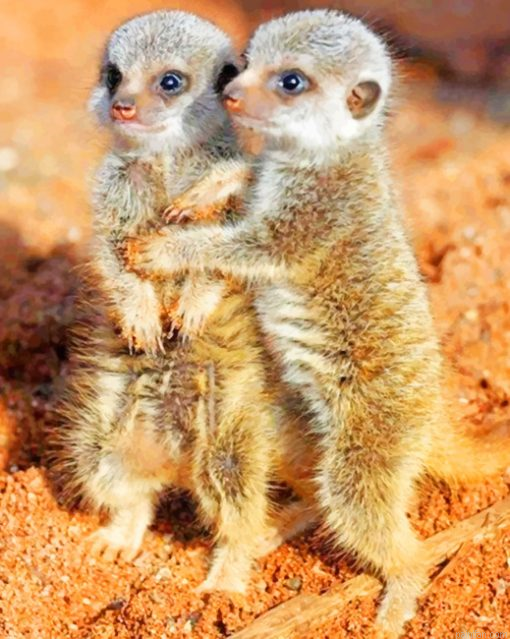 Meerkats Babies Paint By Numbers.png