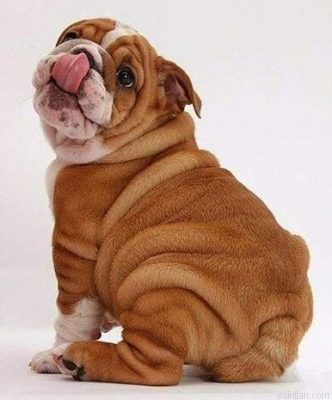 Mini Bulldogs Paint By Numbers.png
