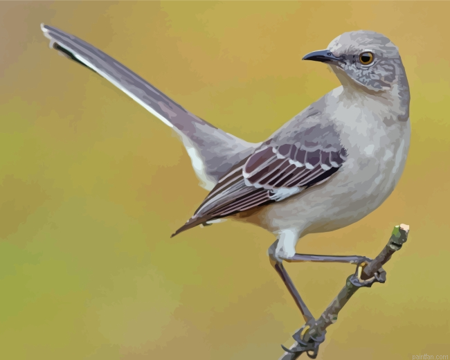 Mockingbird Bird Paint By Number.png