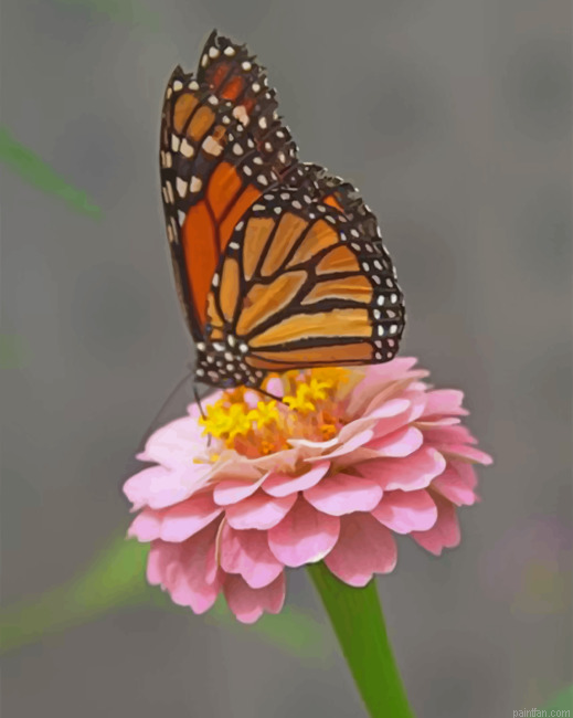 Monarch Butterfly On A Pink Flower Paint By Number.png