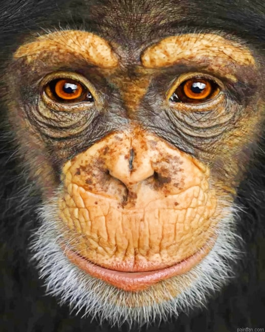Monkey New Paint By Numbers.png