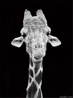 Monochrome Giraffe Paint By Numbers.png