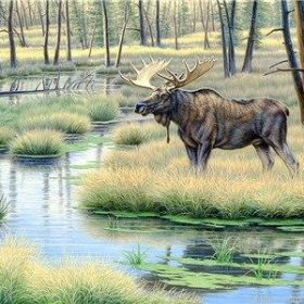 Moose Animal Paint By Numbers.png