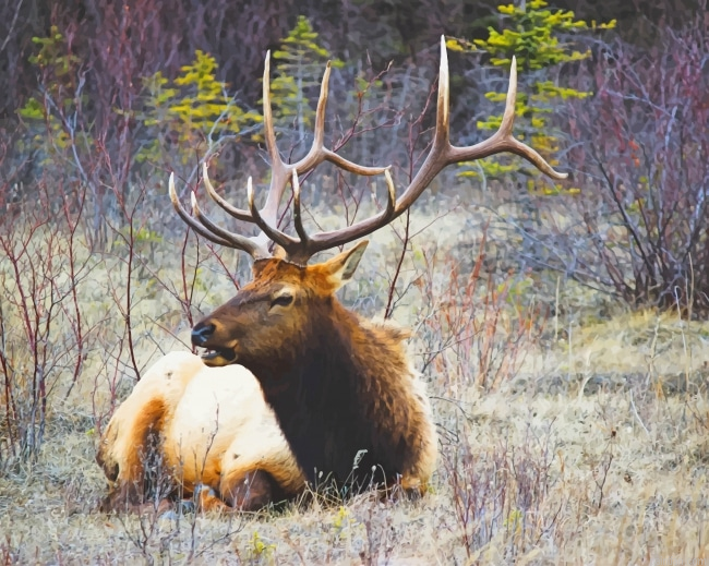Moose Wildlife New Paint By Numbers.png