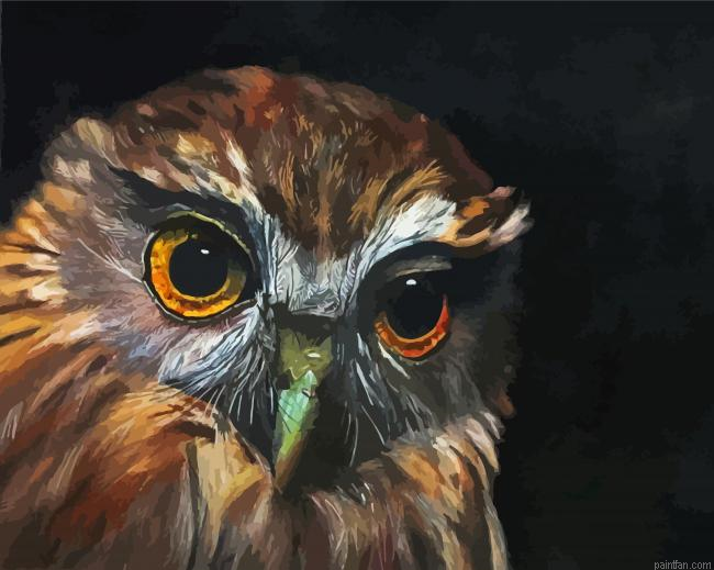 Morepork Owl Bird Paint By Numbers.png