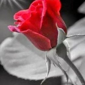 Morning Red Rose Paint By Numbers.png