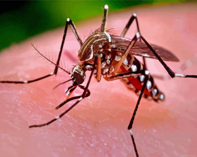 Mosquito Paint By Numbers.png