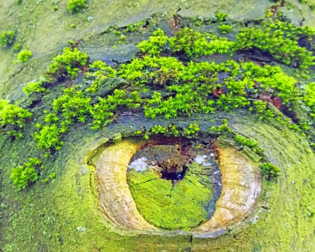 Mothers Nature Eye Landscape Paint By Numbers.png