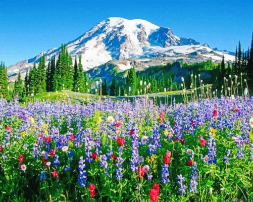 Mount Rainier Paint By Numbers.png