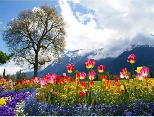 Mountains Flowers Paint By Numbers.png