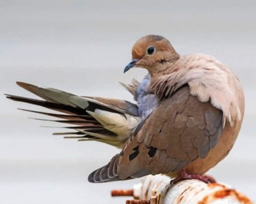 Mourning Dove Bird Paint By Number.png