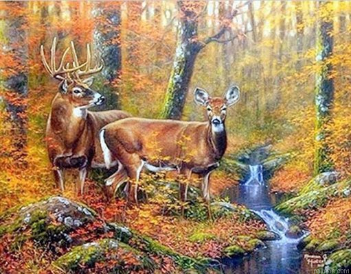Mule Deer Paint By Numbers.png