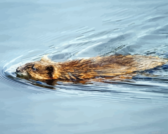 Muskrat Swimming In Water Paint By Numbers.png