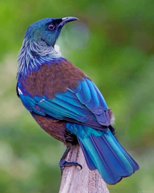 New Zealand Bird New Paint By Numbers.png
