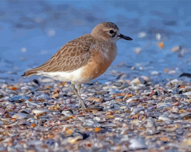New Zealand Dotterel Paint By Numbers.png