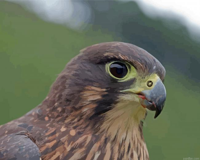 New Zealand Falcon Paint By Numbers.png