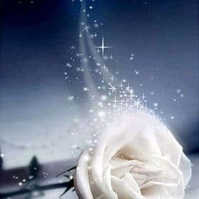 Night White Rose Paint By Numbers.png