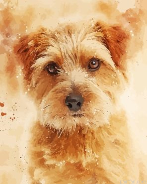 Norfolk Terrier Dog Art Paint By Numbers.png