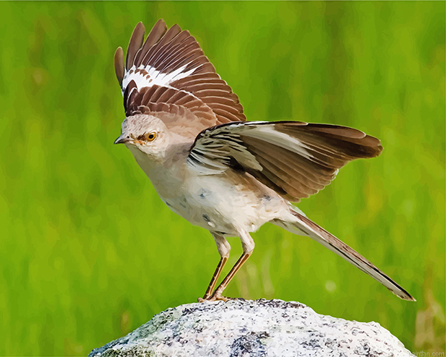 North American Mockingbird Paint By Number.png