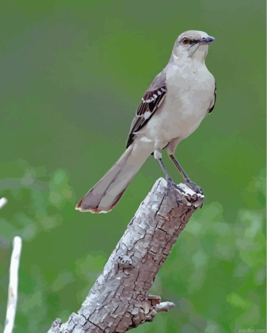 Northern Mockingbird Paint By Number.png