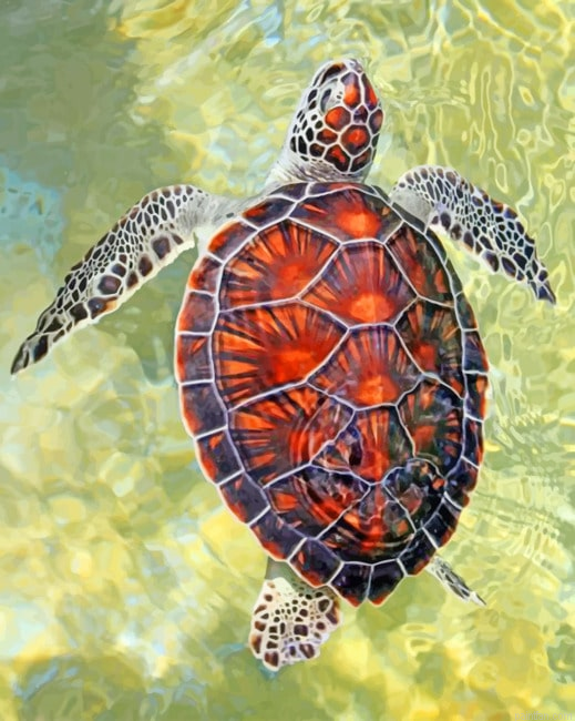 Ocean Turtle Animals Paint By Numbers.png