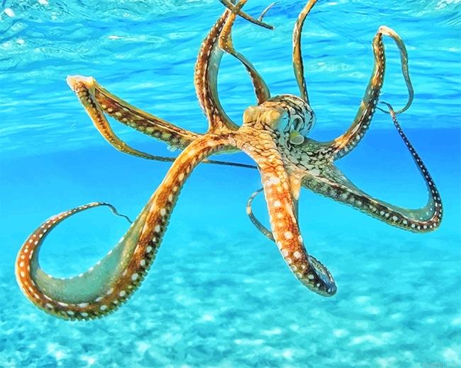 Octopus In The Ocean New Paint By Numbers.png