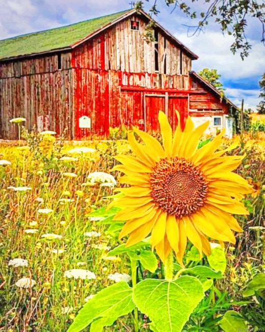 Old Barn And Sunflowers New Paint By Numbers.png