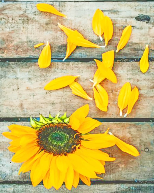 Old Sunflower New Paint By Numbers.png