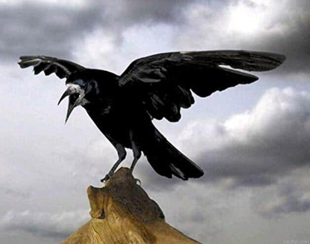Ominous Crow Paint By Numbers.png