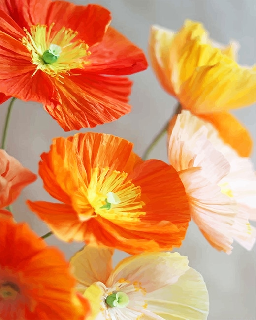 Orange And Yellow Poppies Flowers New Paint By Numbers.png