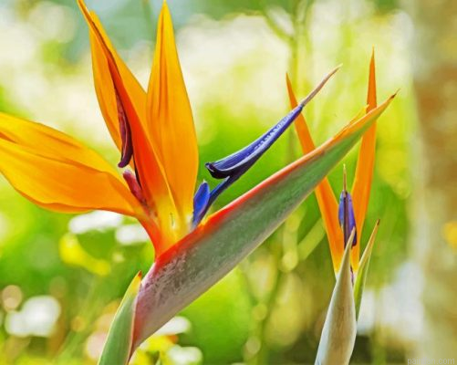 Orange Bird Of Paradise Paint By Number.png